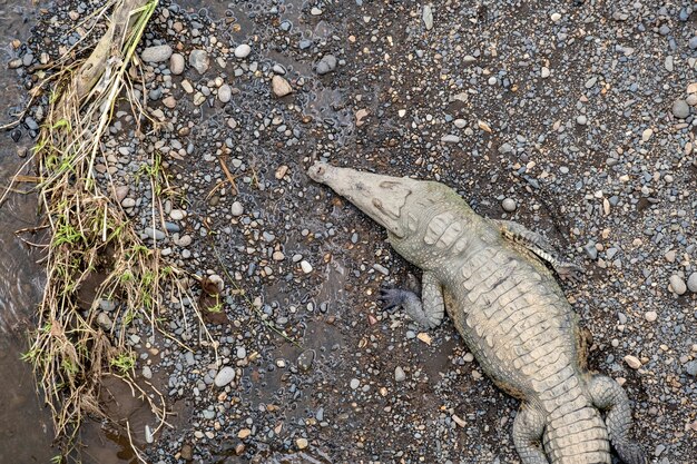 Бесплатное фото Снимок гигантского страшного аллигатора на грязной и каменистой земле под высоким углом.