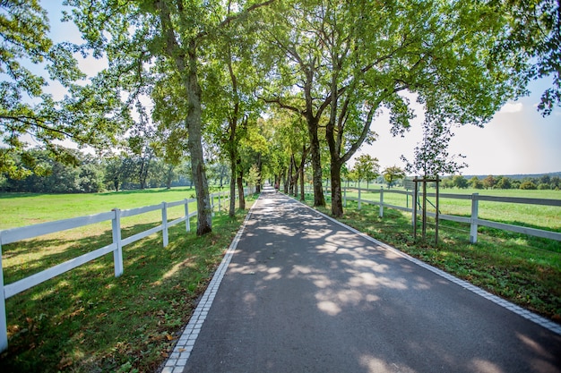 無料写真 スロベニアの国立公園、リピカのフェンスと木々に囲まれた道路のハイアングルショット