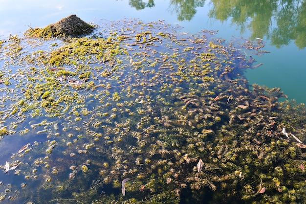 Бесплатное фото Высокий угол снимка зеленых растений в воде