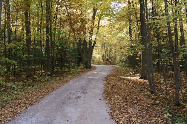 High angle shot of a path in the forest with leaves fallen on the ground in autumn