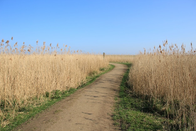High angle shot of a path in the wheat field with the blue sky in the background