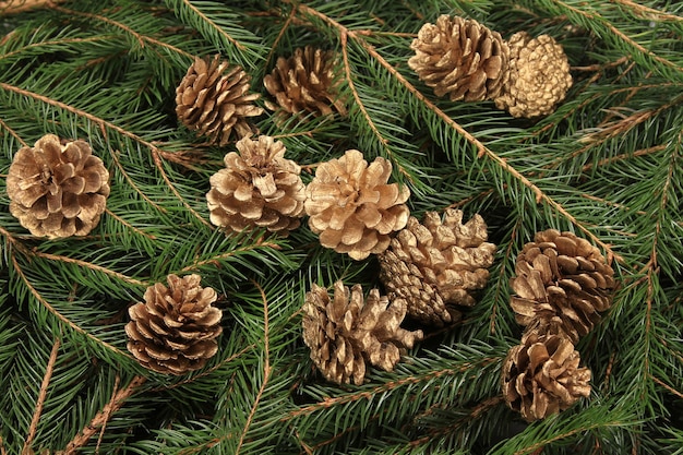 High angle shot of pine cones in fir branches