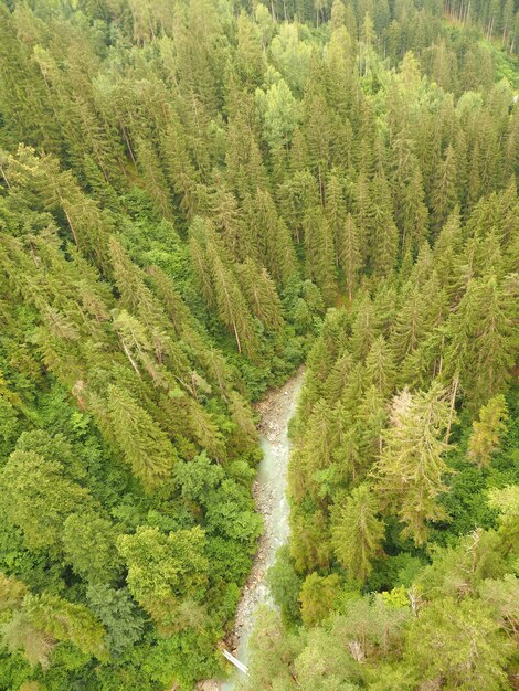 High-angle shot of a pine forest with a stream flowing water