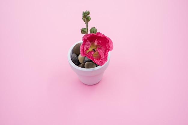 High angle shot of a pink carnation flower in a small flower pot, placed on a pink surface