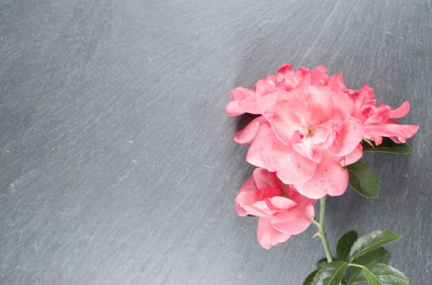 High angle shot of pink roses on a rough surface
