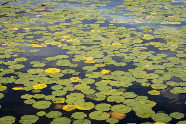 Free photo high angle shot of a pond full of lotus leaves