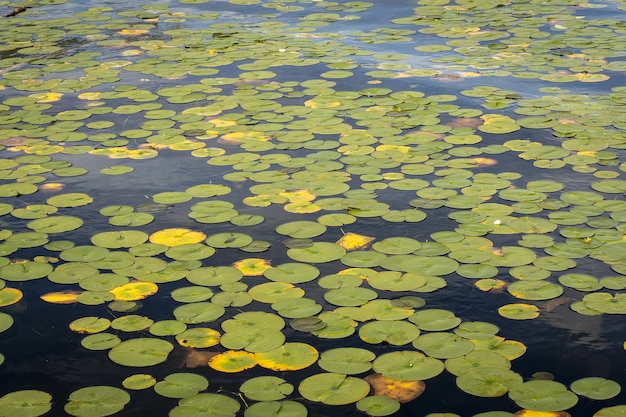 High angle shot of a pond full of lotus leaves