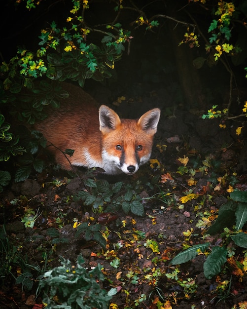 High angle shot of a red fox in a forest covered in greenery under the lights