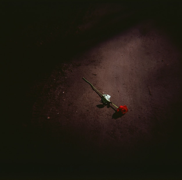 Free photo high angle shot of a red rose on the ground at night