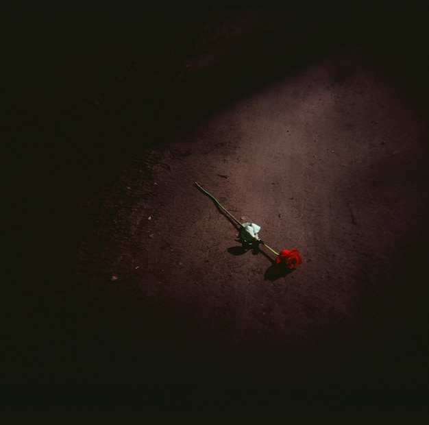 High angle shot of a red rose on the ground at night
