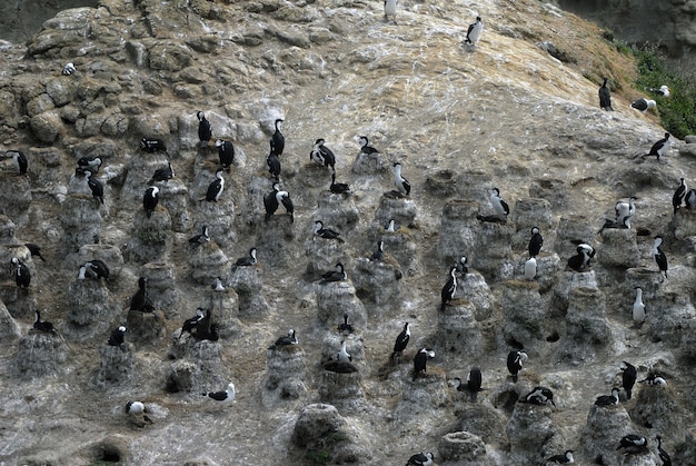 Высокий угол снимка морских птиц, стоящих на скалах