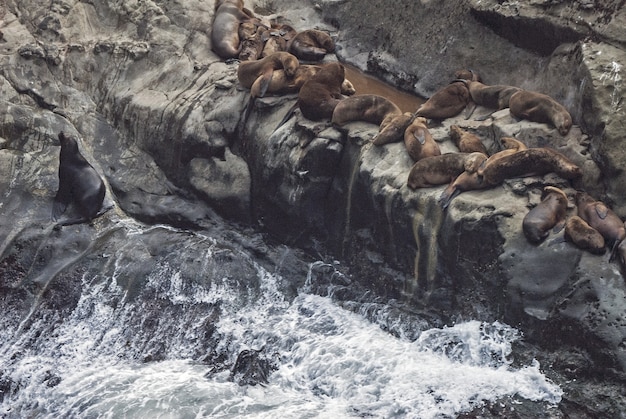High angle shot of seals laying on a rock near the water