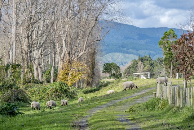 山と美しい田園地帯で放牧羊のハイアングルショット