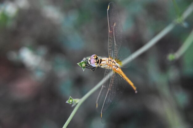 High angle shot of a small dragonfly sitting on a branch