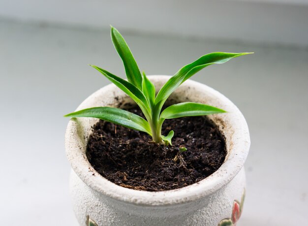 土のボウルで育つ草の芽のハイアングルショット