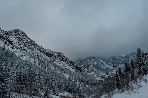 High angle shot of a spruce forest in the snowy mountains under the dark grey sky