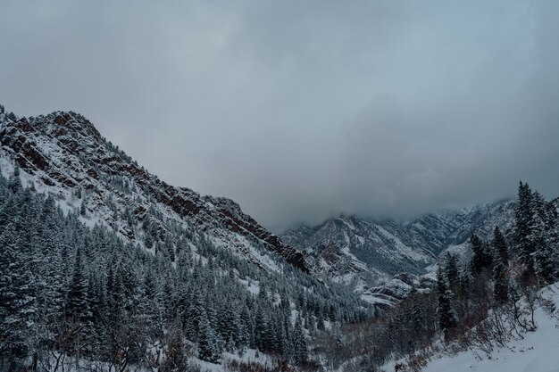 暗い灰色の空の下で雪に覆われた山のトウヒ林のハイアングルショット