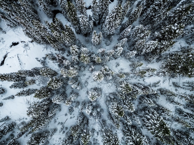 High angle shot of spruces covered with snow in the winter