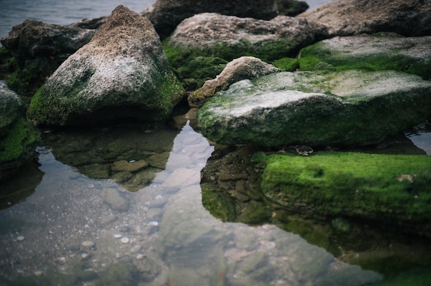 High angle shot of stones covered by green moss in the water