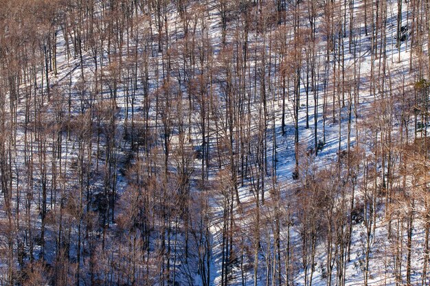 High angle shot of the tall bare trees of the Medvednica in Zagreb, Croatia in winter