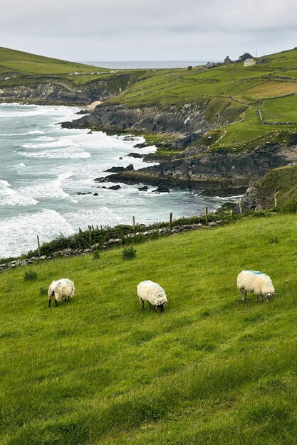 High angle shot of three sheep in the Dingle Peninsula Coumeenoole