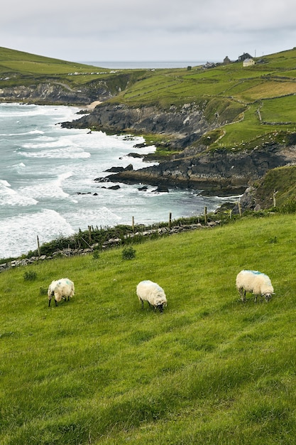 High angle shot of three sheep in the Dingle Peninsula Coumeenoole