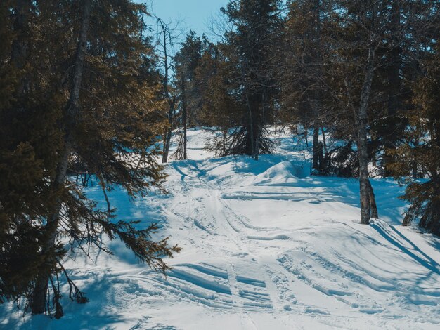 High angle shot of the traces of skies in the snowy ground of the forest