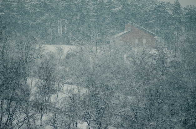 Высокий угол снимка деревьев в лесу, покрытом снегом во время снежинки