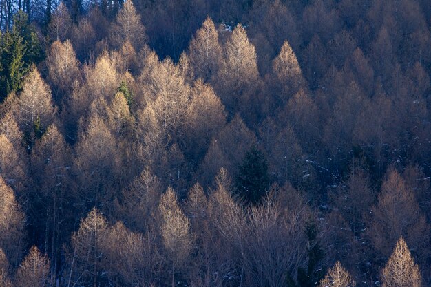 High angle shot of the trees of mountain