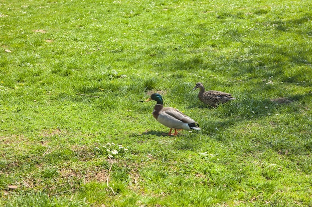 High angle shot of two cute ducks walking on the grassy field