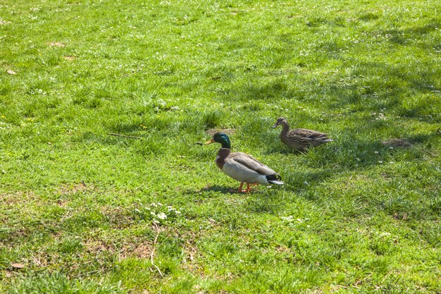 High angle shot of two cute ducks walking on the grassy field