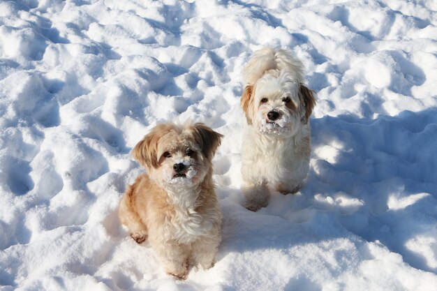 High angle shot of two cute white fluffy puppies on the snow