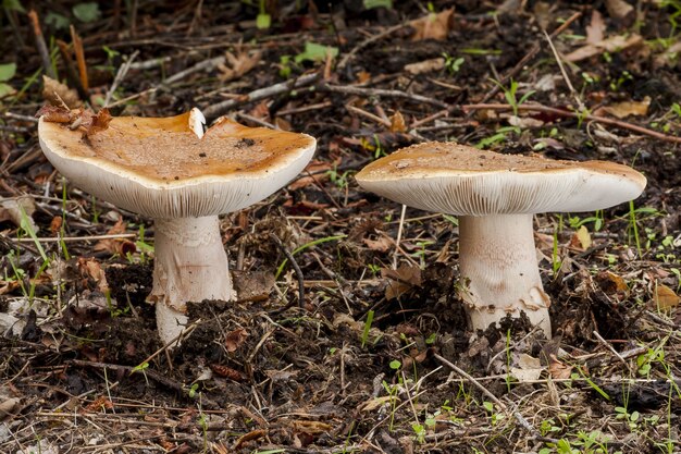High angle shot of two strange mushrooms grown on the muddy weed-covered ground