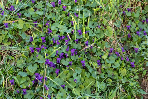 High angle shot of violet flowers and green leaves during daytime