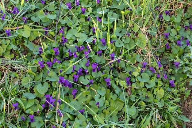 Снимок фиолетовых цветов и зеленых листьев под высоким углом в дневное время