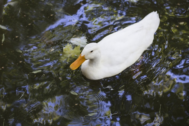 High angle shot of a white American Pekin duck swimming in a pond