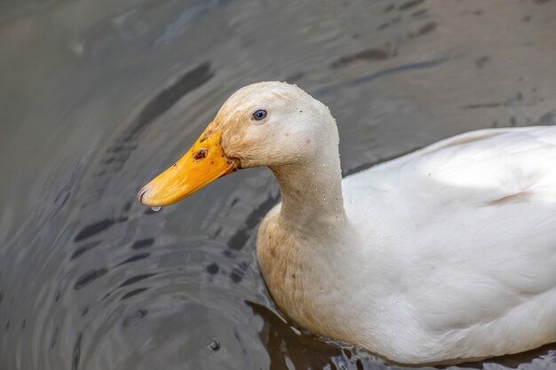 High angle shot of a white duck swimming in the lake
