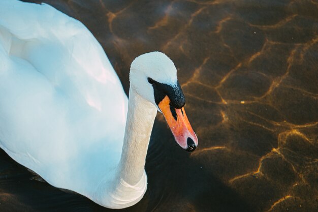 High angle shot of a white swan swimming on the water