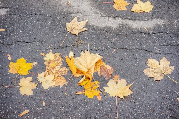 High angle shot of yellow autumn laves on concrete ground