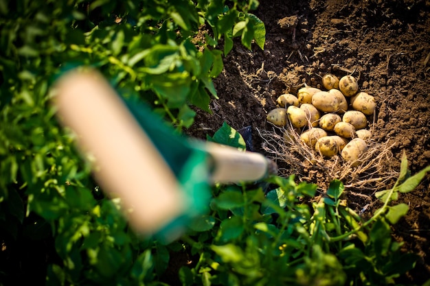 High angle shot of yellow freshly picked potatoes in a field in Idaho