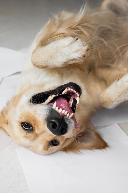 床に横たわっている高角度のスマイリー犬