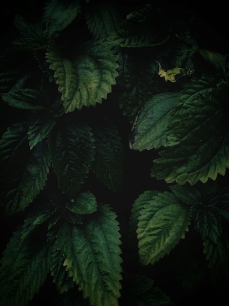 Free photo high angle vertical closeup shot of green leaves growing in the middle of a garden