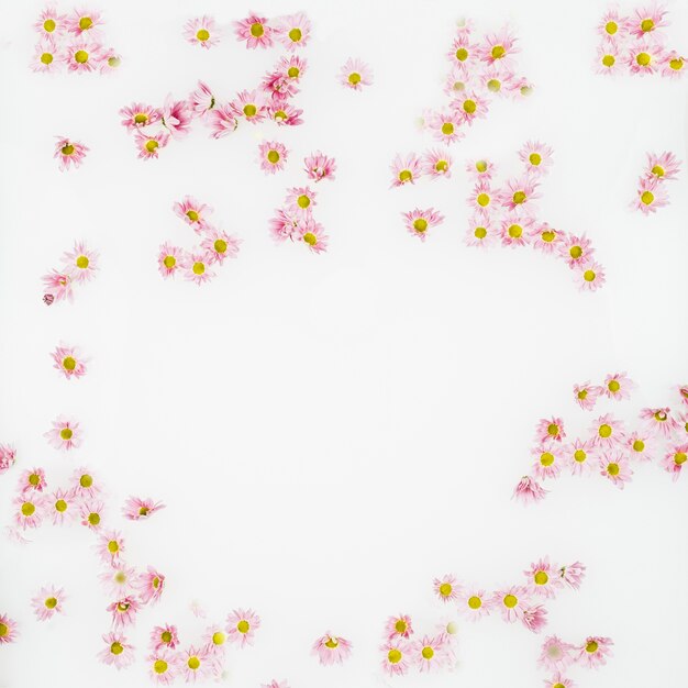 High angle view of beautiful flowers on white backdrop