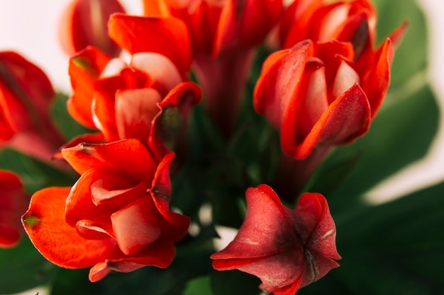 美しい赤いチューリップ花の高いアングルビュー