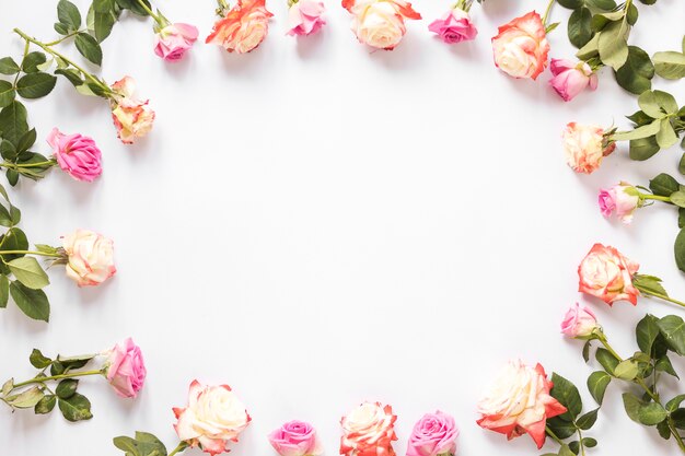 High angle view of beautiful roses forming frame on white background