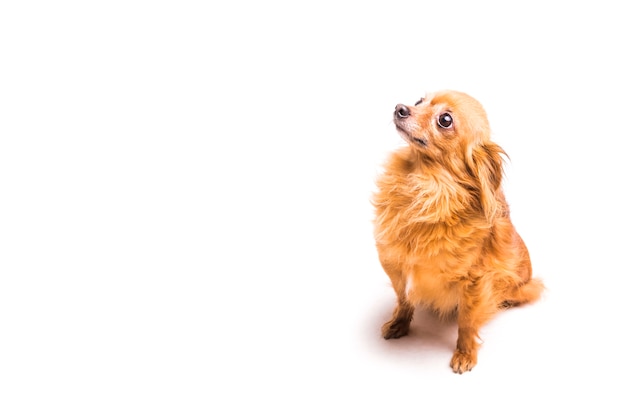 High angle view of brown dog looking up