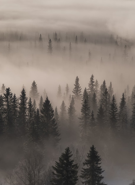 High angle view of an evergreen forest covered in fog