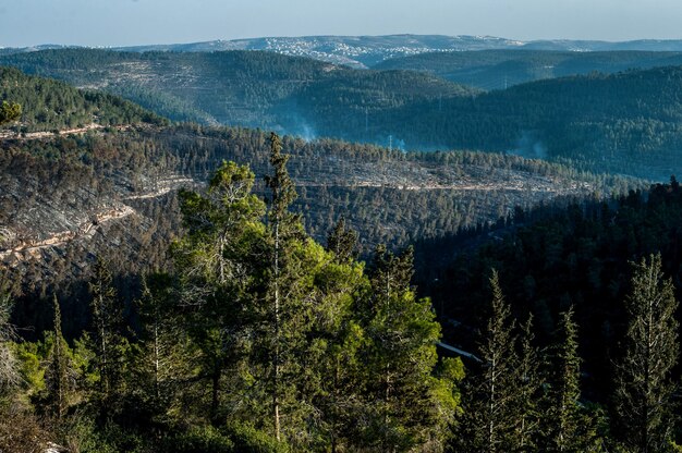 High angle view of a forest scenery in the mountains during the daytime