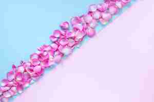 Foto gratuita vista dell'angolo alto dei petali del fiore fresco su doppio fondo rosa e blu