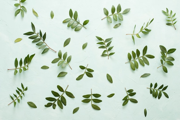 High angle view of fresh leaves branches on light green backdrop